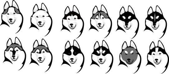 Fototapeta premium various color options head husky