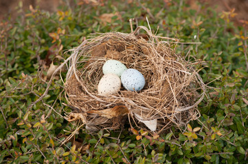 three bird eggs in a nest spring