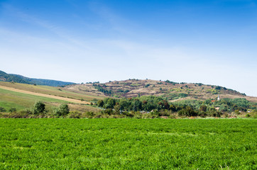 Obraz premium green field