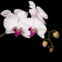 white orchid background