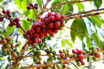 Red and green coffee beans ripe on the branch of coffee plant