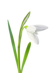beautiful snowdrop flower white isolated on white background