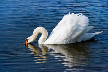 White swan or Cygnus olor feeding