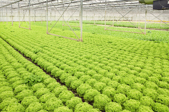 Growing salad plants in glasshouse