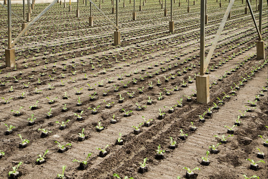 Planting new young andive plants in glasshouse