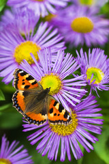 Tortoisesehell butterfly on Aster flowers