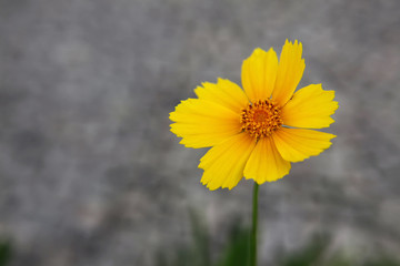 Beautiful yellow flower on grey background
