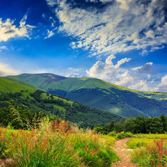 Naklejka premium pine trees near valley in mountains on hillside under sky with