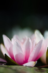 Fototapeta premium water lily