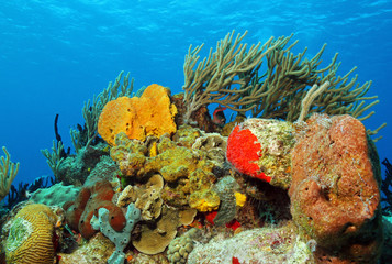 Naklejka na ściany i meble Corals against Surface, Cozumel, Mexico