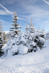 Obraz premium Snowy spruces in mountain, Austrian Alps