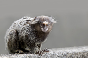 Brazilian marmoset