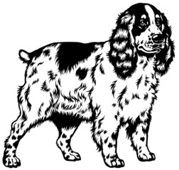 english cocker spaniel black white