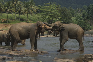 Wild big elephants playing  in water