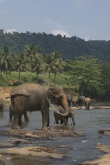 Fototapeta na wymiar Duże dzikie słonie indyjskie i przelewanie grając w wodzie