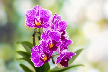 Photo sur Plexiglas Orchidée Beautiful pink orchid  - phalaenopsis
