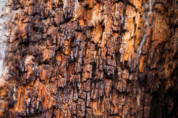 Rotting tree stump