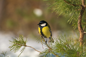 Naklejka premium Tit - Parus major