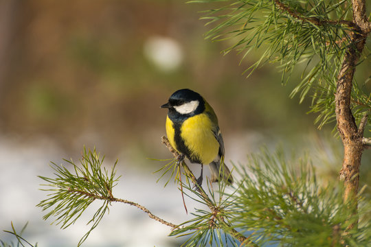 Tit - Parus major