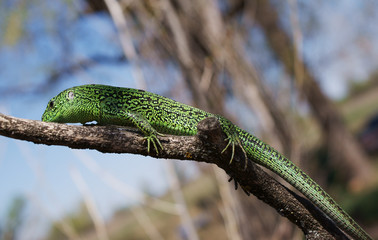 Green lizard.