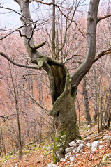 Spooky old beech tree in the middle of the mountain forest