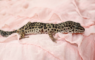 Home reptile