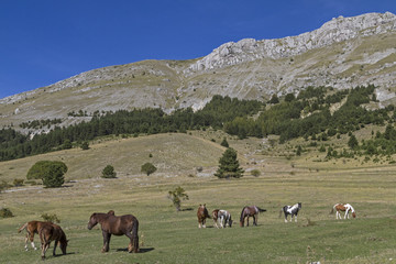 Pferdesommer in den Bergen