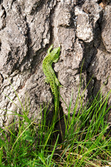 Green lizard.