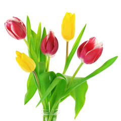 Fototapeta premium Tulips on white