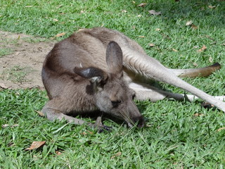 Känguru / Kangaroo in Australien / Australia