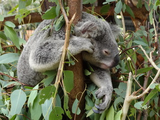 Fototapeta premium Koala in free nature in Australia