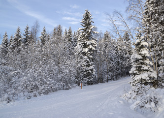 Ski track in Russian forest