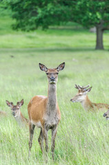 Naklejka na ściany i meble deer's standing in grass and looking