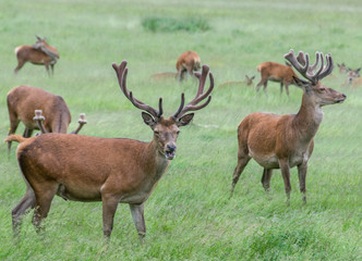 Naklejka na ściany i meble group of deer's in grass