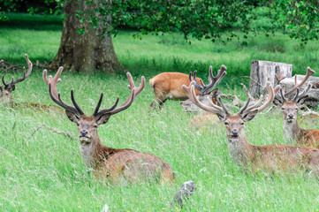 Naklejka na ściany i meble group of deer's sitting in trees