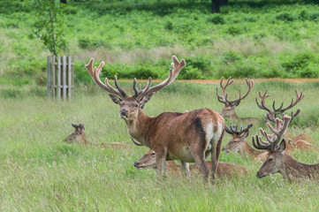 group of deer's standing and sitting in a park