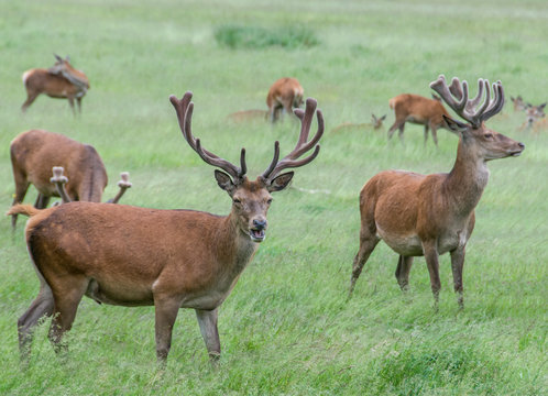 group of deer's in grass