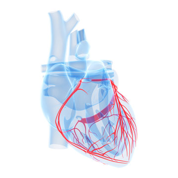 3d rendered illustration - coronary heart vessels