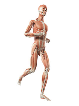 3d rendered illustration - muscle anatomy of a jogger