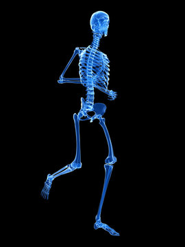 3d rendered illustration - jogger skeleton