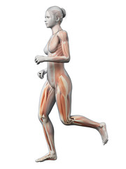 3d rendered illustration - female jogger muscles