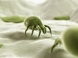 3d rendered illustration - dust mite - obrazy, fototapety, plakaty