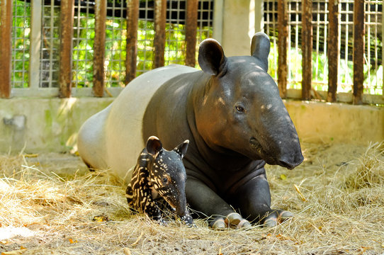 Tapir Family