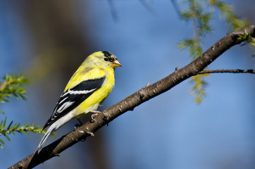 Male Goldfinch Perched in a Tree