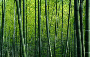 Naklejki  Bambusowy Las