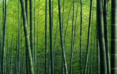 Fotobehang Bamboo Bos © Rawpixel.com