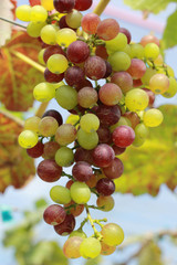 fresh grapes in the vineyard