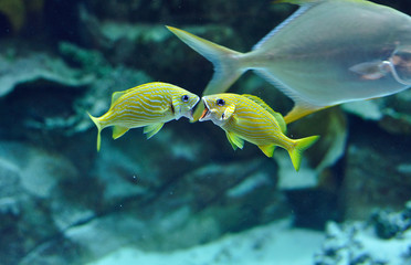 Two Blue stripe grunts yelling in tropical waters