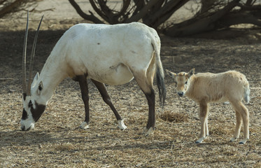 Obraz na płótnie Canvas Antylopa Oryx w rezerwacie przyrody w pobliżu izraelskiego Ejlat