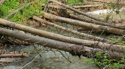 Fototapeta premium uprooted trunks